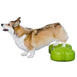 FitPaws K9 FitBone and Duo Disk inflatable bundle for dog exercise and training.